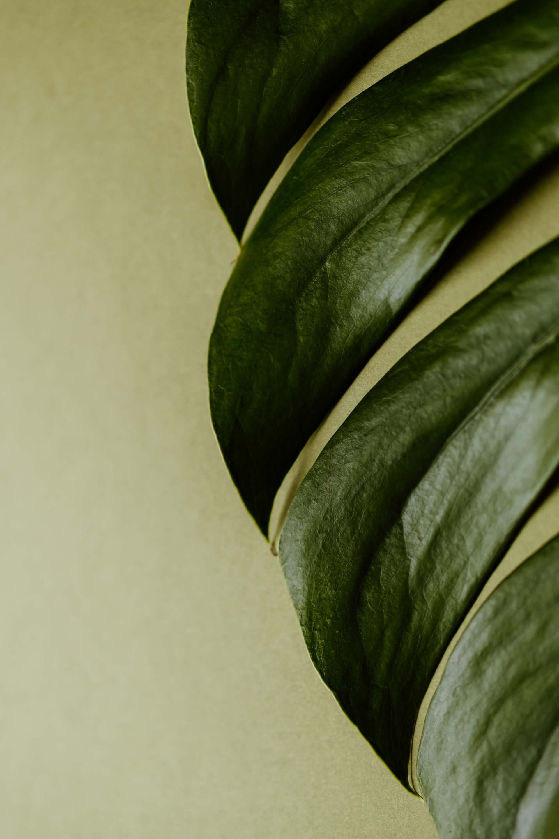 Leaf texture - Wellory Living website